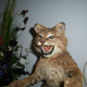 Image for article titled Perfect Craigslist Ad Offers Badass 'Tatxidermied' Bobcat Display